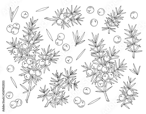 Juniper berries on a branch with green leaves. Vector hand drawing isolated on a white background.