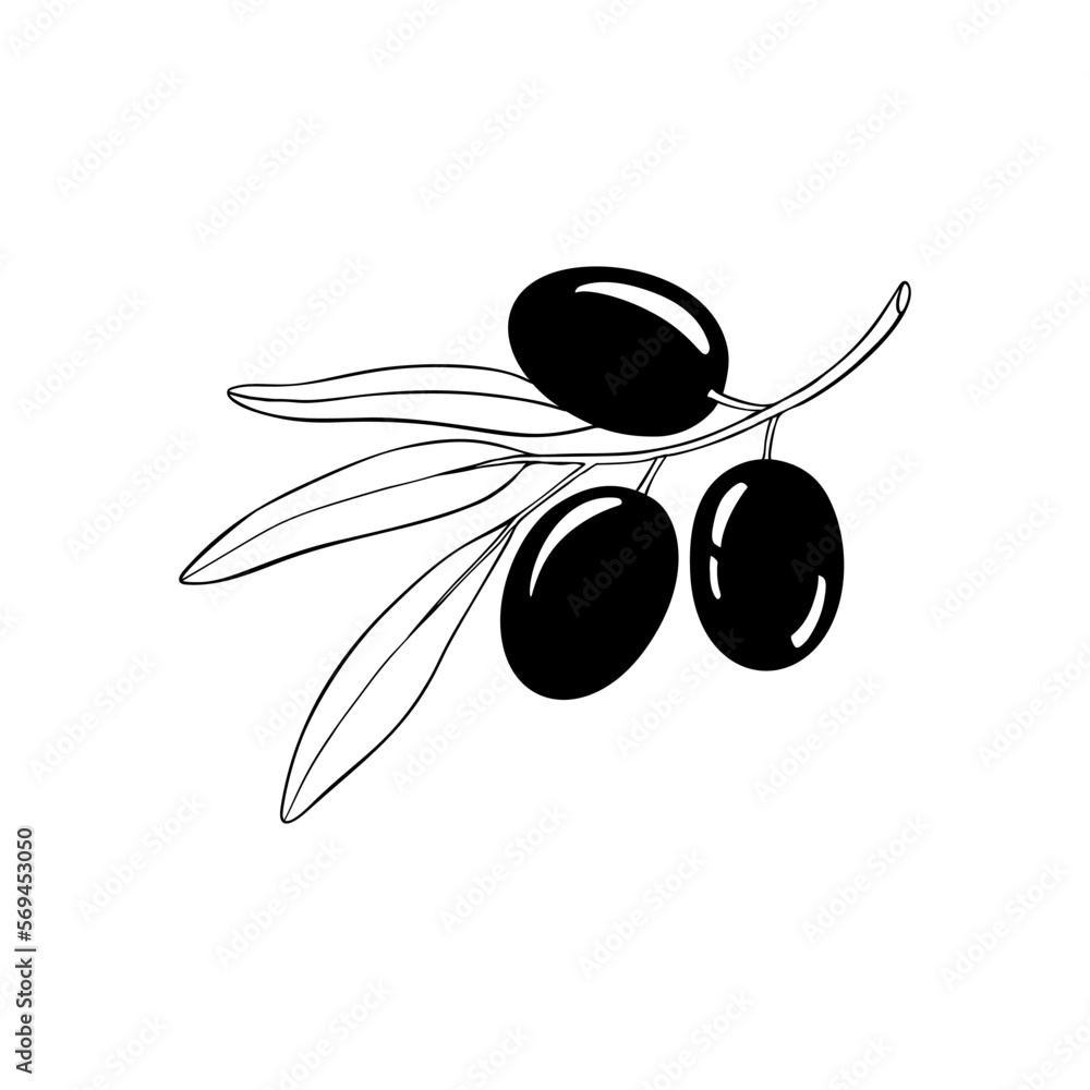 Branch olive tree. Black and white outline silhouette. Vector
