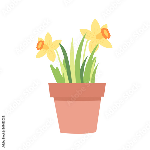 Narcissus flower in a pot. Spring plant in flower pot. Cartoon flat vector illustration.