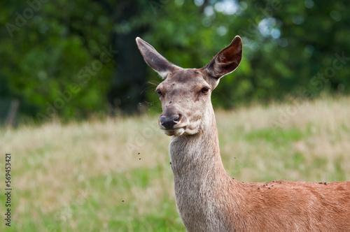 Fototapeta Naklejka Na Ścianę i Meble -  The Red Deer (Cervus elaphus) in Poland