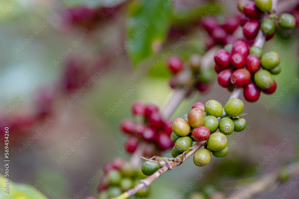ripe red arabica coffee beans on hand tree in farm.green Robusta and arabica coffee berries by agriculturist hands,Worker Harvest arabica coffee berries on its branch, agriculture concept.