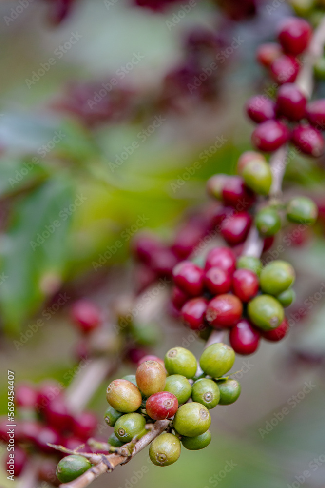 ripe red arabica coffee beans on hand tree in farm.green Robusta and arabica coffee berries by agriculturist hands,Worker Harvest arabica coffee berries on its branch, agriculture concept. ripe red arabica coffee beans on hand tree in farm.green Robusta and arabica coffee berries by agriculturist hands,Worker Harvest arabica coffee berries on its branch, agriculture concept.