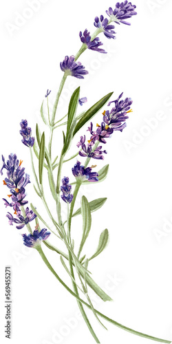 Fototapeta Naklejka Na Ścianę i Meble -  Watercolor lavender flower bouquet. Floral wreath. Hand painted botanical illustration for wedding invitation, greeting card