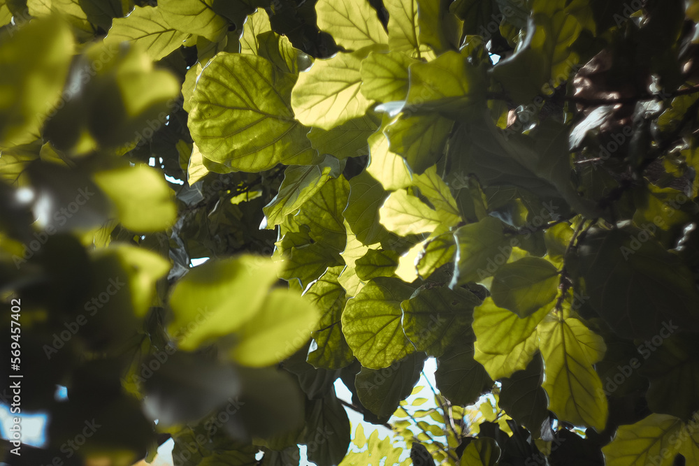 Fototapeta premium Close up thick green foliage concept photo. Outdoor plants. Broad-leaved tree. Front view photography with blurred background. High quality picture for wallpaper, travel blog, magazine, article