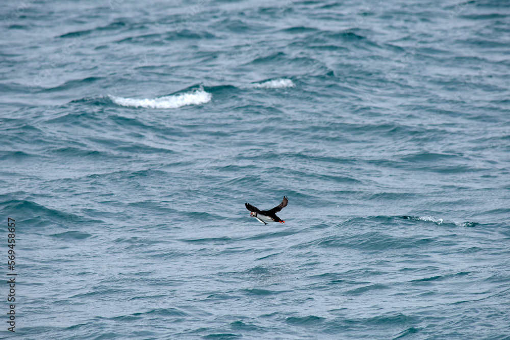 Fototapeta premium Puffin