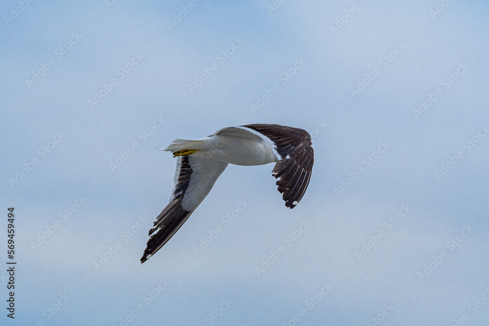 Kelp Gull (Larus dominicanus) by the bay, Montevideo, Uruguay Kelp Gull (Larus dominicanus) by the bay, Montevideo, Uruguay
