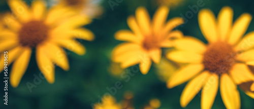 blurred banner with yellow sunflowers grows in flower garden. Beautiful spring  summer natural floral bright background 