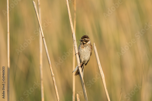 reed bunting, emberiza schoeniclus 