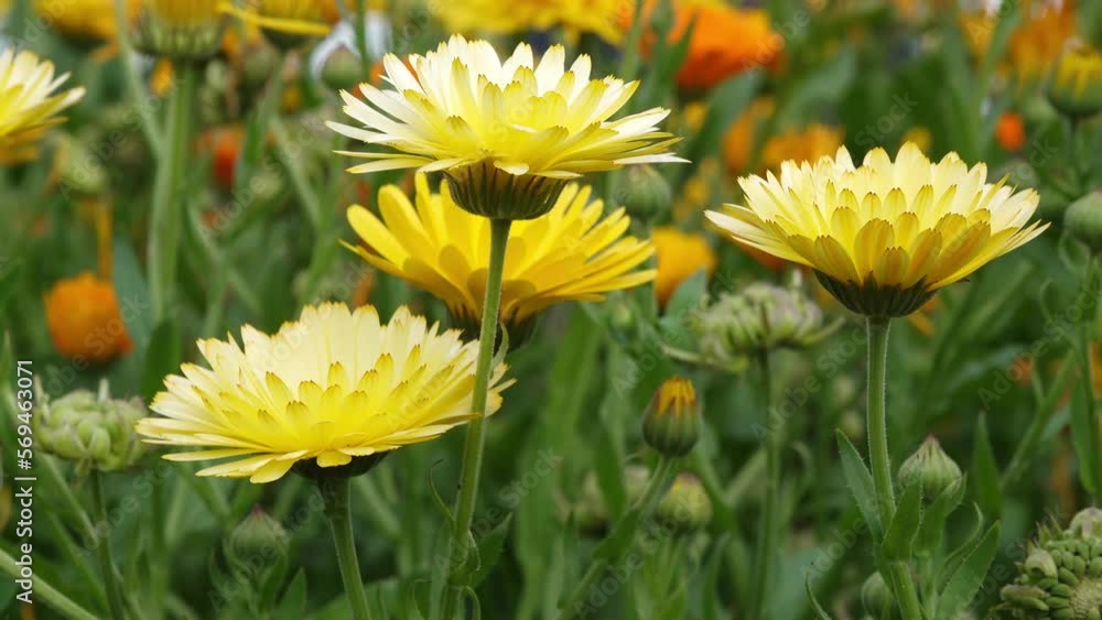 marigold in flower field in the nature marigold in flower field in the nature
