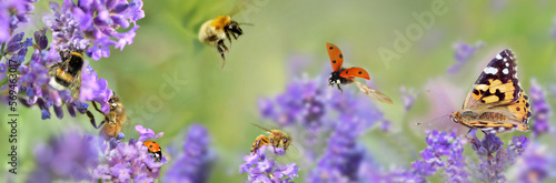 few honeybee,  butterfly and ladybird on lavender flowers in panoramic view