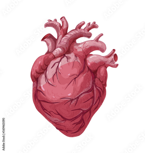 Realistic heart, real internal organ. Anatomical realism. Inner human body pa...