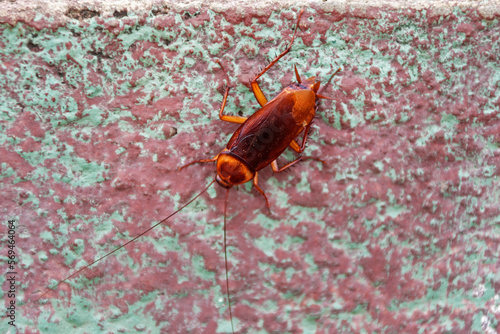 Close-up of a cockroach (Periplaneta Americana), Canaima National Park, Venezuela photo