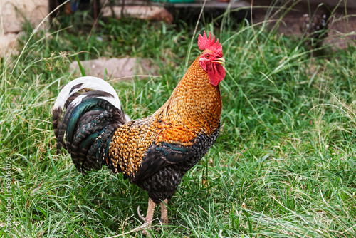 Side view of a rooster standing in field, Canaima National Park, Venezuela