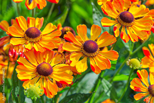 Close-up of orange summer helenium flowers growing  in park