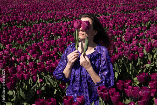 portrait of happy woman holding tulips in front of her  eyes in dutch field of purple flowers in spring photo