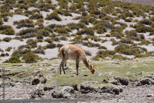 Vicunja wild in Anden mountains Chile South America