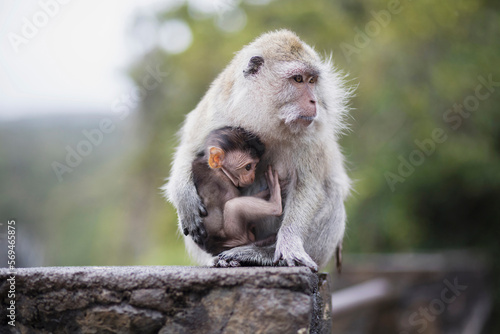 Egret monkey with baby photo