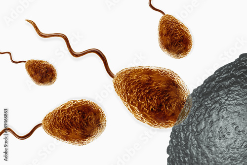 Reproduction process in humans