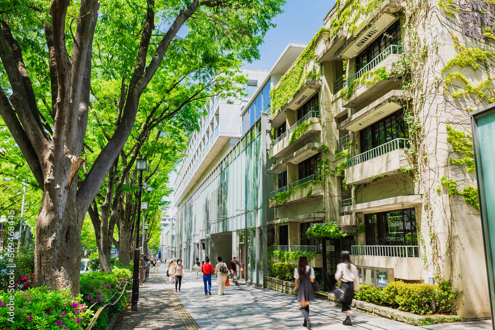 東京 新緑の表参道