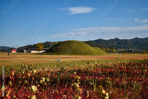 Wallpaper Mural field of tulips Torontodigital.ca