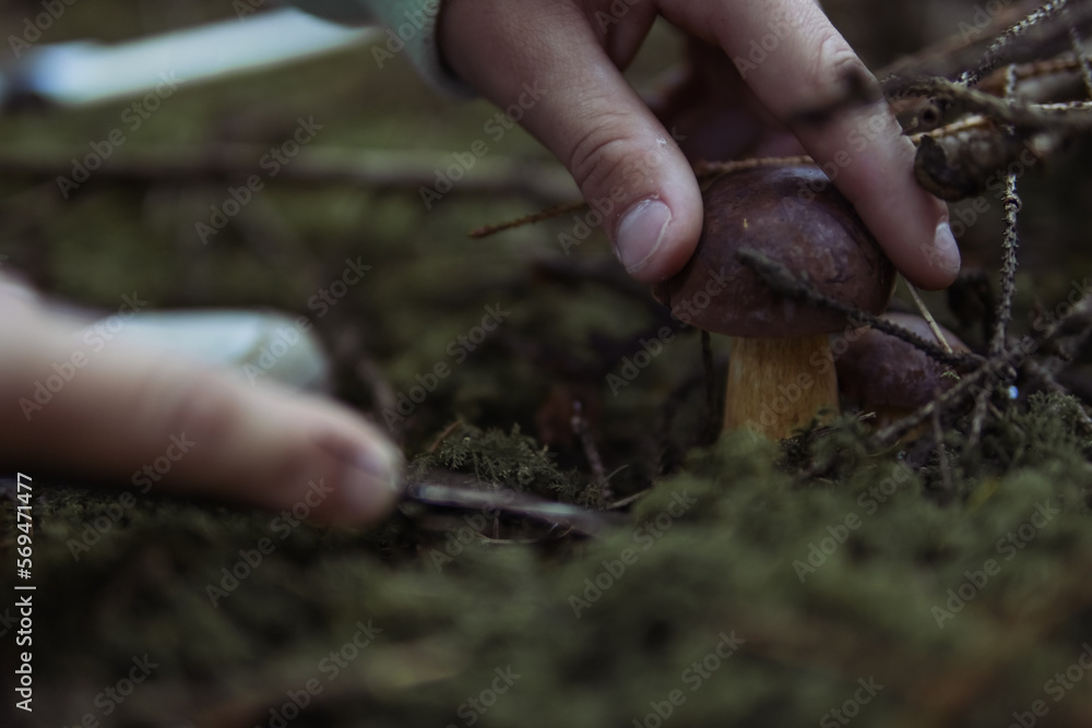 children's hands cut off a mushroom that grows in the forest near a close-up on the hands and a mushroom, spring landscape of the forest there is a place for an inscription children's hands cut off a mushroom that grows in the forest near a close-up on the hands and a mushroom, spring landscape of the forest there is a place for an inscription