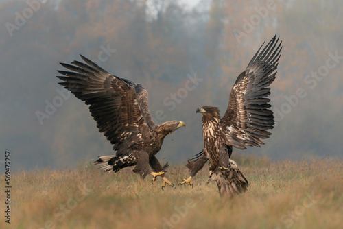 A pair of battling White tailed eagles (Haliaeetus albicilla) appear to be performing karate mid-air. Poland, europe. Fighting eagles. National Bird Poland.                                             © Albert Beukhof