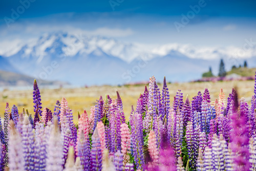 Lupins on the shore of Lake Tekapo, New Zealand