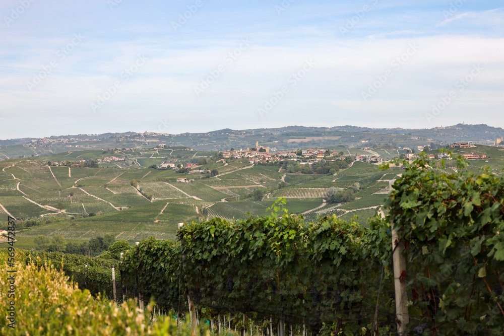 Naklejka premium Langhe vineyards near Serralunga d'Alba. Unesco Site, Piedmont, Italy