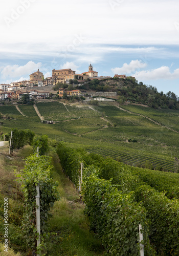 Langhe vineyards near La Morra  Unesco Site  Piedmont  Italy