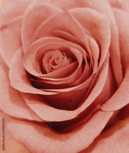 Middle of a beautiful fresh rose flower  close up