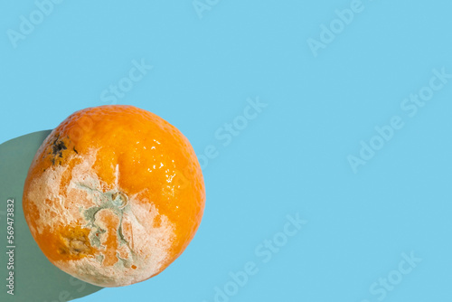 Rotten tangerine on blue background with copy space.