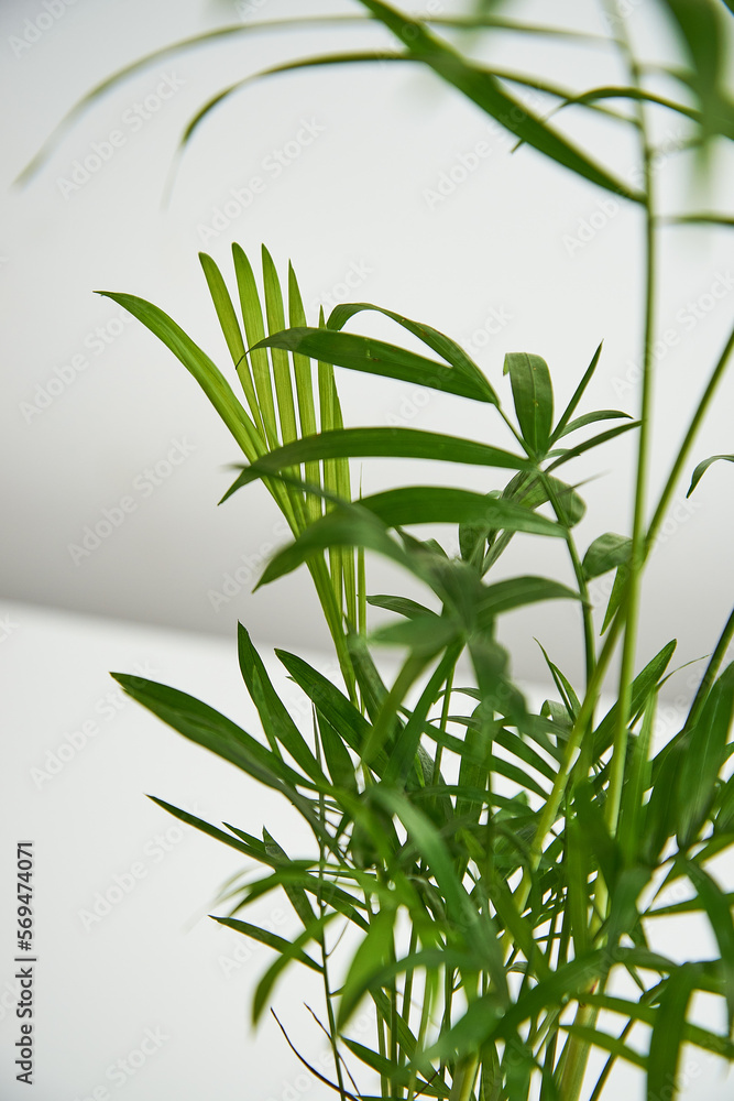 Fototapeta premium A green houseplant, parlour bella palm, in a plant pot against a white background