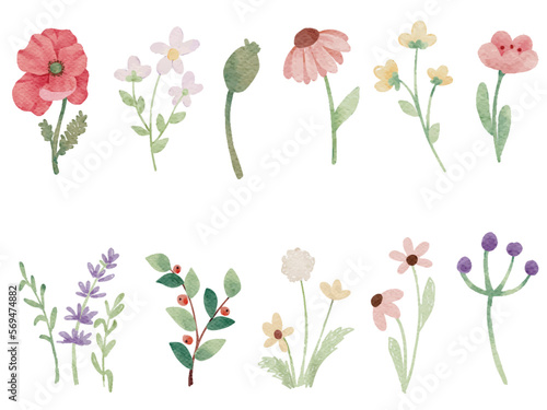watercolor tiny wild flower botanical elements collection
