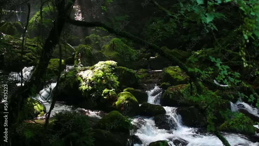阿蘇の白糸の滝 夏 西原村 阿蘇の白糸の滝 夏 西原村