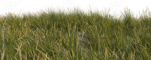 Fotografia, Obraz beach grass sand dune foreground hq arch viz cutout full dof