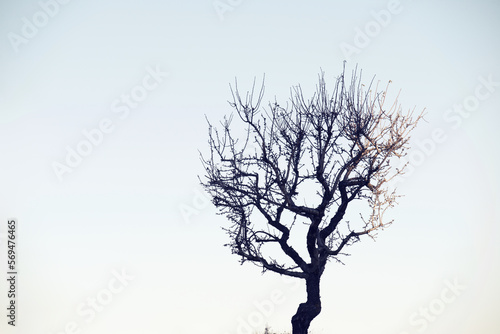 Silhouette of a fruit tree without leaves © WINDCOLORS