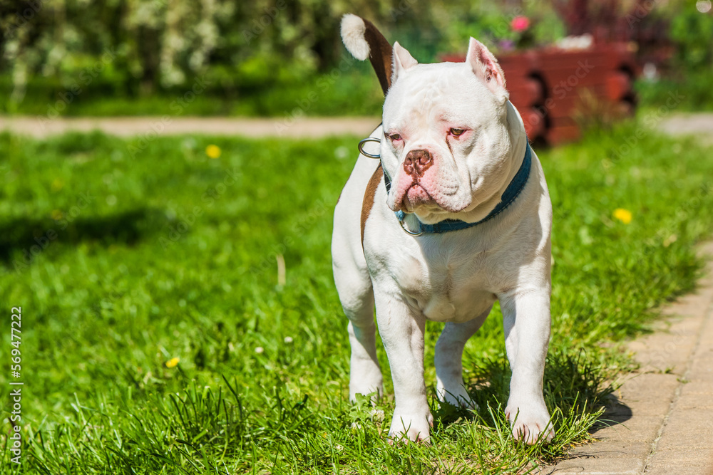 White American Bully dog male portrait outside on green grass.