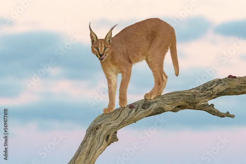 close-up of Caracal on a branch photo