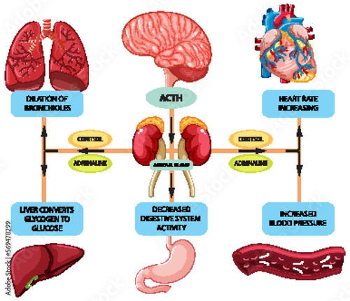 Stress response anatomical diagram with inner organs