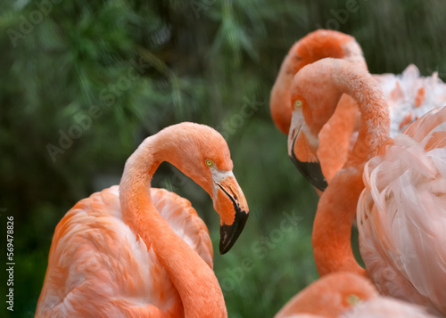Flamingo, closeup