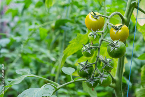 Bunch of organic unripe green tomato in greenhouse. Homegrown, gardening and agriculture consept. Solanum lycopersicum is annual or perennial herb, Solanaceae family. Cover for packaging seeds photo