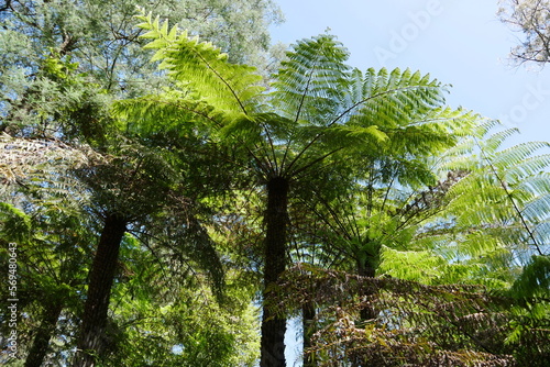 Regenwald mit Baumfarnen bei Melbourne