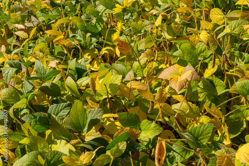 Soybeans pod macro. Harvest of soy beans - agriculture legumes plant. Soybean field - dry soyas pods photo