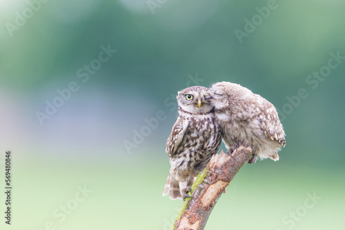 Two Owls kissing