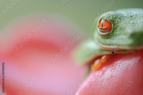 Close-up of a Red-eyed tree frog