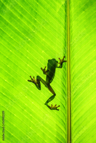 Silhouette of a Red-eyed tree frog on a leaf