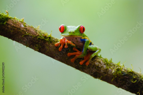 Red-eyed tree frog on a branch, looking at the camera