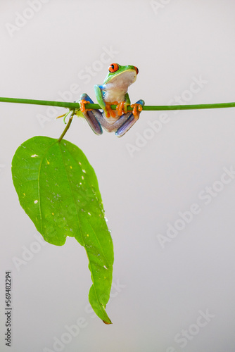 Red-eyed tree frog hanging on