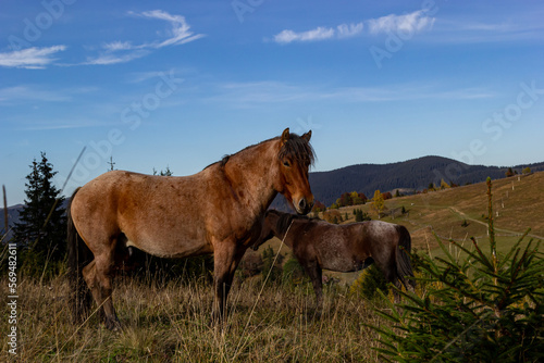 Horses graze near the mountain in the pasture in the autumn