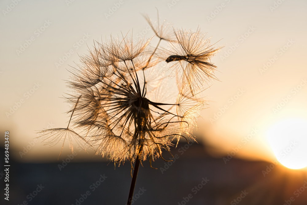 dandelion at sunset . Freedom to Wish. Dandelion silhouette fluffy flower on sunset sky. Seed macro closeup. Soft focus. Goodbye Summer. Hope and dreaming concept. Fragility. Springtime.
